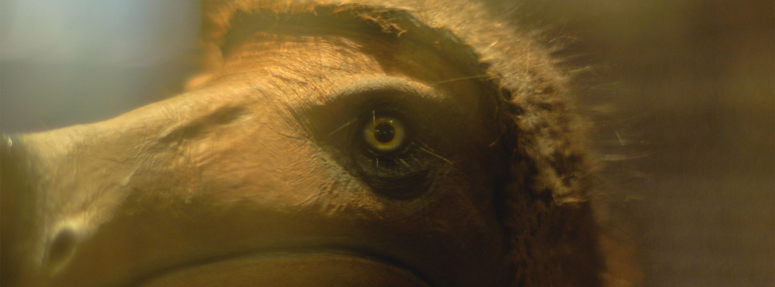 Little, Big, and Far